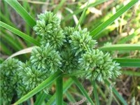 45b28659-cyperus 2.jpg